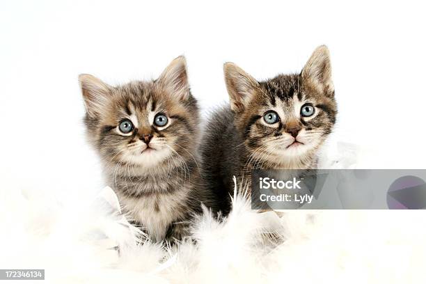 Irmãs - Fotografias de stock e mais imagens de Dois animais - Dois animais, Fundo Branco, Gato domesticado