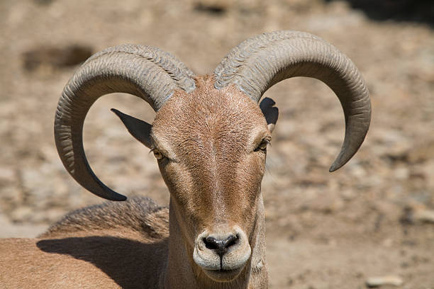istock Mountain Goat with Curly Horns 172346141