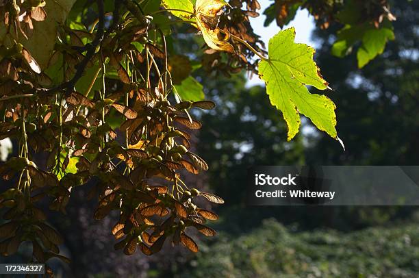 Sycamore Acer Pseudoplatanus Nasiona W Wieczorem Światło - zdjęcia stockowe i więcej obrazów Bez ludzi