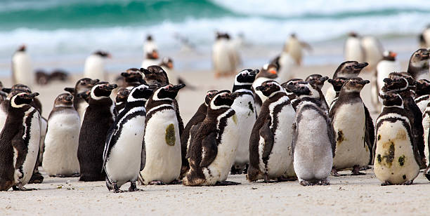 マゼランワシペンギン、フォークランド諸島 - saunders island ストックフォトと画像