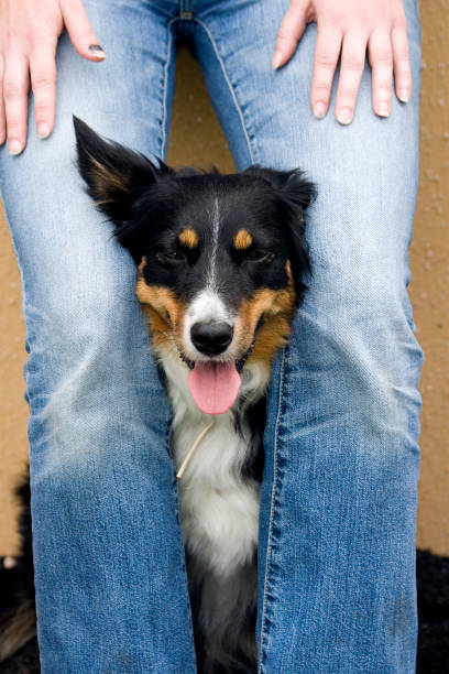 Hund zwischen den Beinen – Foto