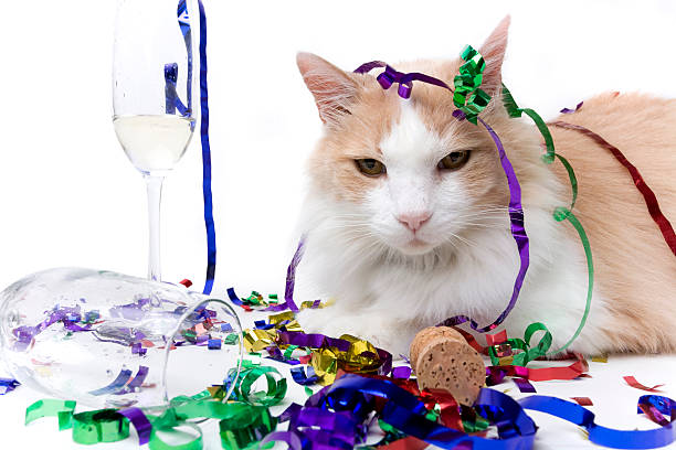 istock Cat at the end of a Party 172346640