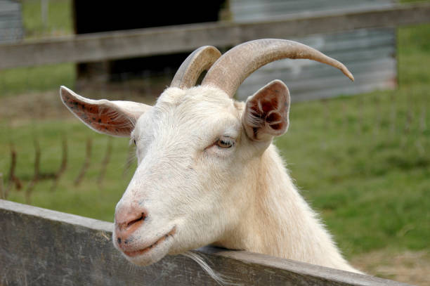 Farm Goat Looking Over Fence stock photo