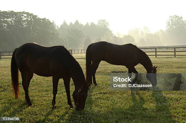 Silhouette Di Due Cavalli - Fotografie stock e altre immagini di Albero - Albero, Animale, Bestiame