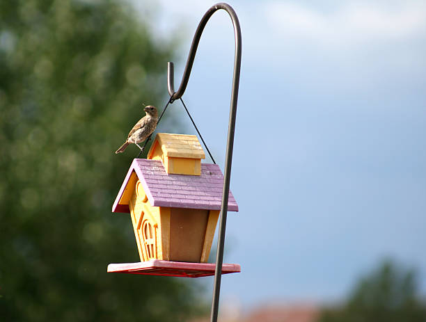 Bird on a House stock photo