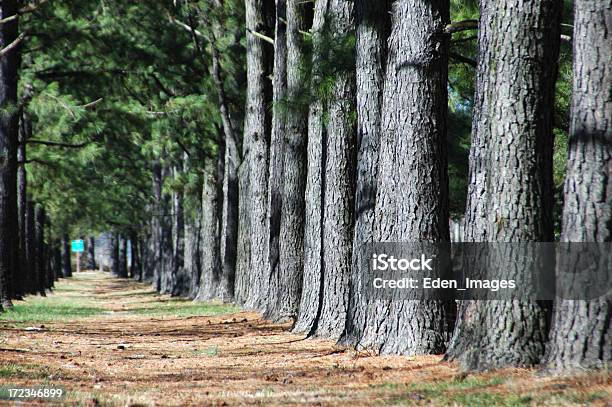 Tree Line Foto de stock y más banco de imágenes de Aire libre - Aire libre, Aislado, Arbolado