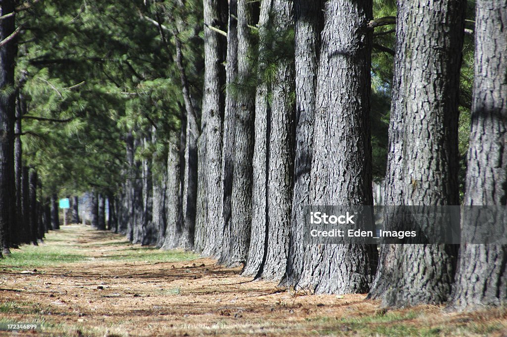 Linha de árvore - Foto de stock de Arborizado royalty-free