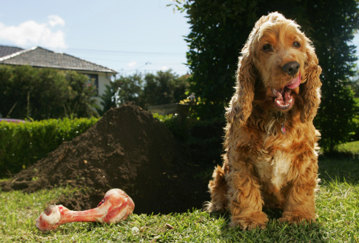 A cocker spaniel licks it's lips sitting next to a large bone in front of a large hole