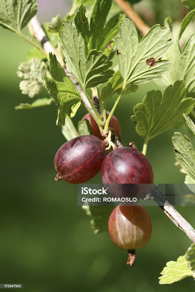 Red gooseberries auf die bush 2 - Lizenzfrei Ast - Pflanzenbestandteil Stock-Foto