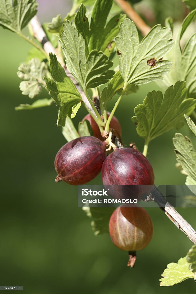 Rosso gooseberries su bush 2 - Foto stock royalty-free di Bacca