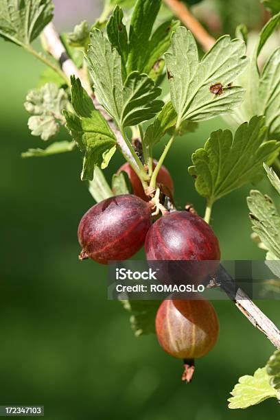 Rosso Gooseberries Su Bush 2 - Fotografie stock e altre immagini di Bacca - Bacca, Cespuglio, Cibi e bevande