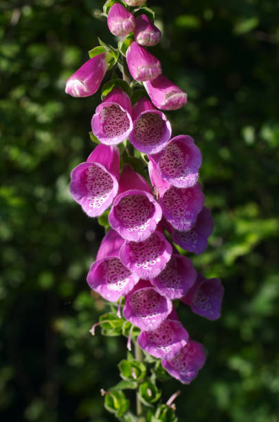 istock Pink flower wild foxglove Digitalis purpurea in front view 172347127