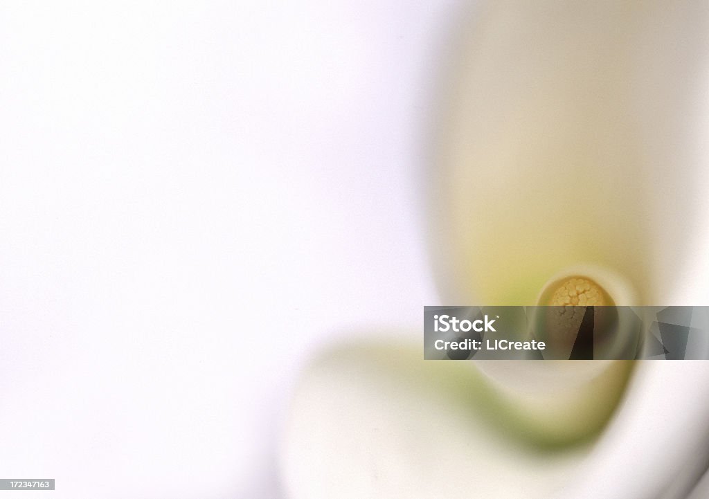 Calla-Lilie Detail - Lizenzfrei Sumpfkalla Stock-Foto