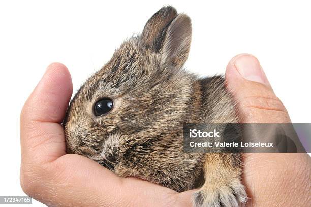 Bebé Hare Foto de stock y más banco de imágenes de Animal - Animal, Animal doméstico, Animal joven