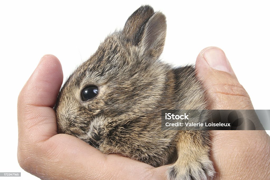ベビー hare - かわいがられているペットのロイヤリティフリーストックフォト