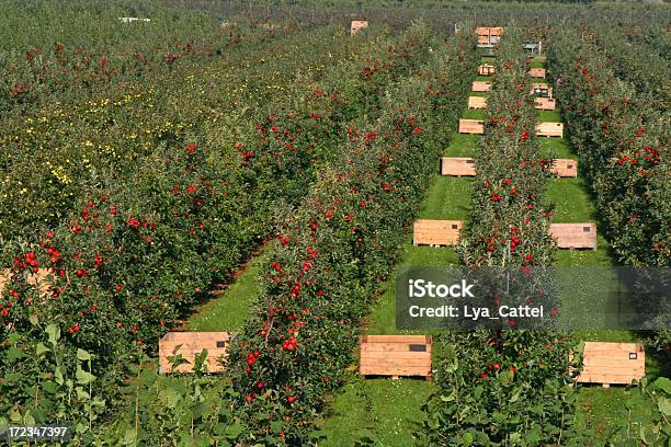 사과들오차드 10 과수원에 대한 스톡 사진 및 기타 이미지 - 과수원, 나무 상자, 사과