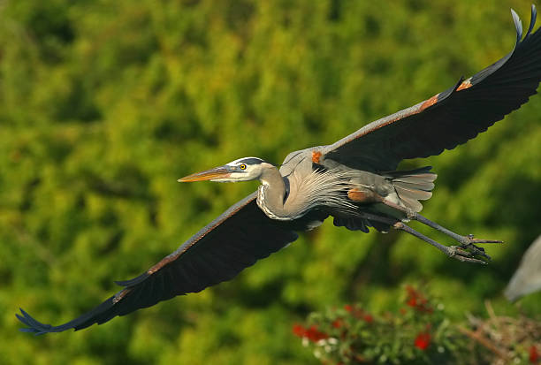 Great Blue Heron Flying stock photo