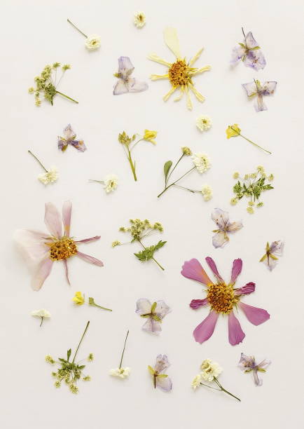 istock Pressed dried flowers set pattern on white background top view. Floral card. Botanical poster.Floral print 1723475265