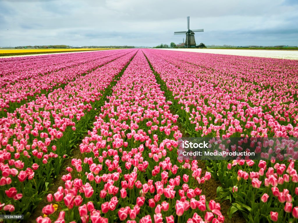 Países Bajos en resorte - Foto de stock de Aburrimiento libre de derechos