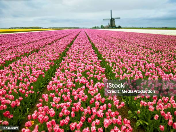 Países Bajos En Resorte Foto de stock y más banco de imágenes de Aburrimiento - Aburrimiento, Agricultura, Aire libre