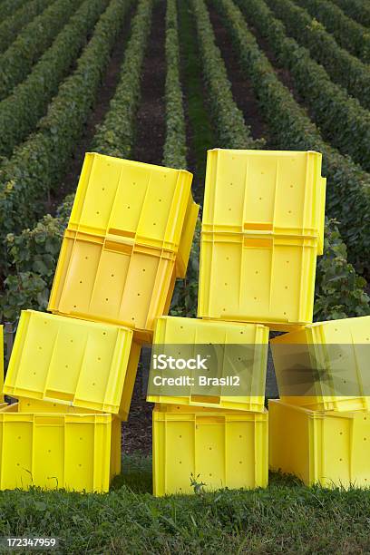 Harvesting In Burgundy Stock Photo - Download Image Now - Agriculture, Box - Container, Burgundy - France