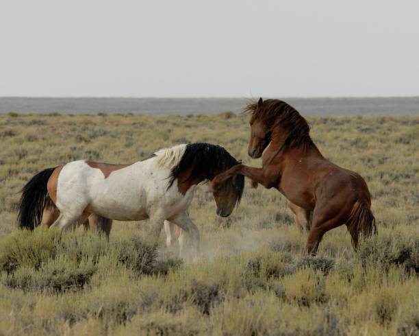Two wild stallions fighting.See my other Wild Horses!