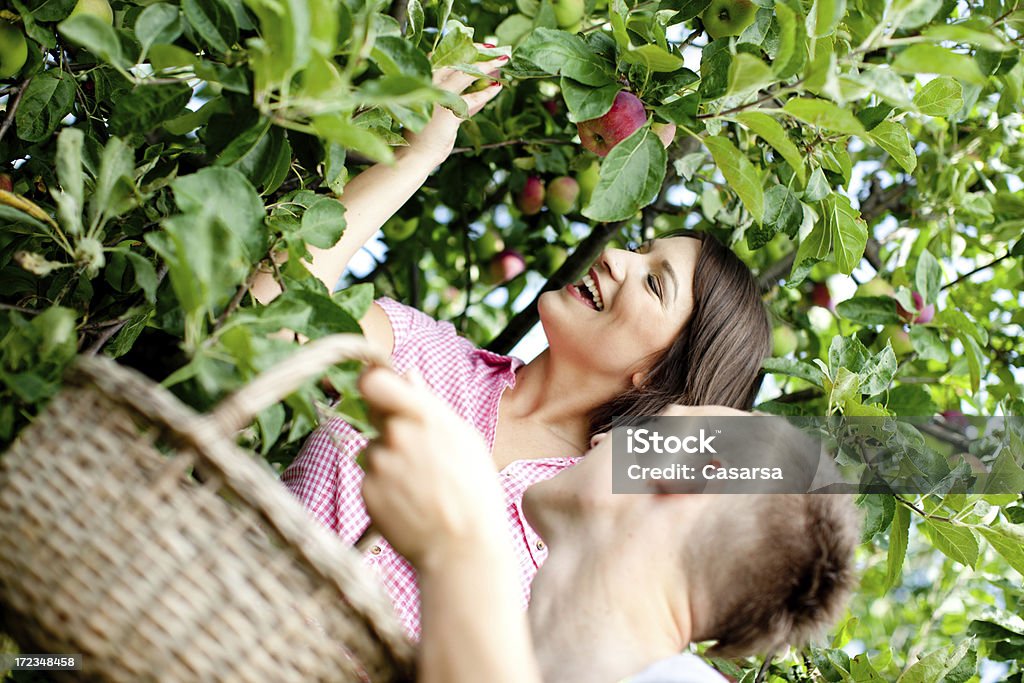 Cueillette de pommes - Photo de Adulte libre de droits