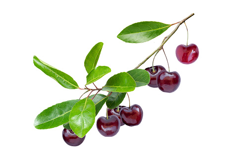 Red cherry with green leaves hang on branch tree isolated on white background.