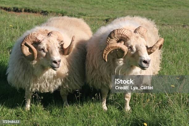 Photo libre de droit de Deux Sheeps 1 banque d'images et plus d'images libres de droit de Mouton - Mouton, Islande, Agriculture