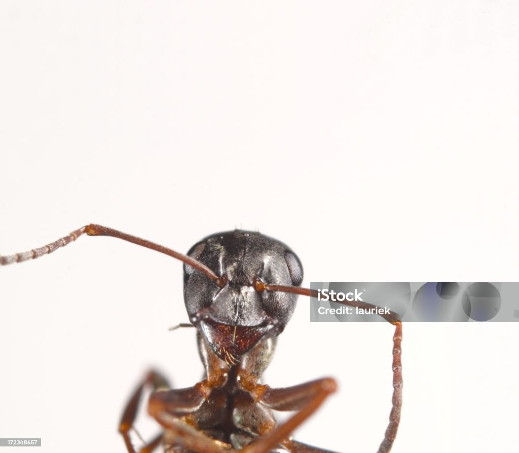 Hormiga de retrato - Foto de stock de Hormiga libre de derechos