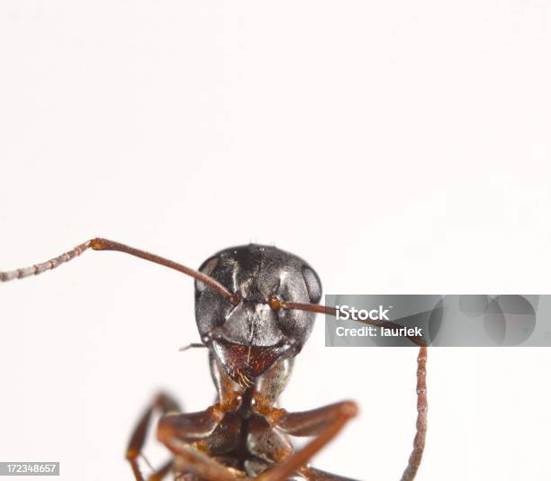 Formiga Retrato - Fotografias de stock e mais imagens de Formiga - Formiga, Antena - Parte do corpo animal, Figura para recortar