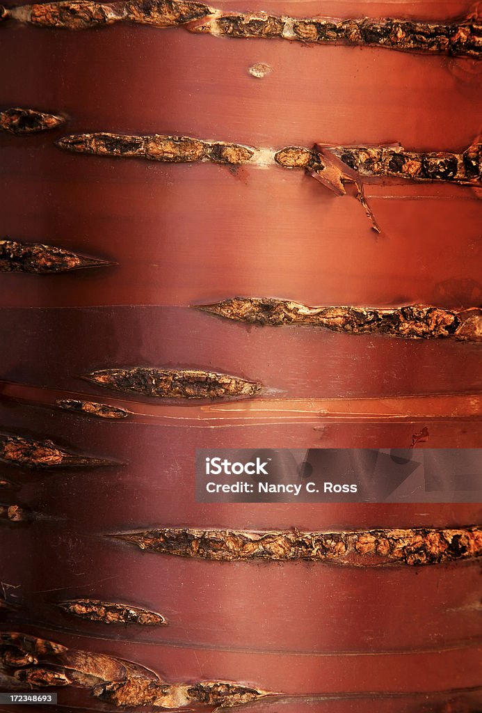 Árbol de corteza, Macro, Natural patrón abstracto fondo, Vertical - Foto de stock de Abstracto libre de derechos