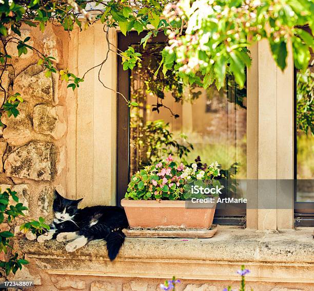 Dormitorio De Gato Foto de stock y más banco de imágenes de Gato doméstico - Gato doméstico, Calor, Felino salvaje