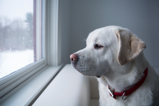 Labrador Retriever looking out a window