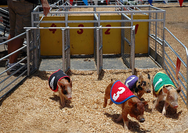 돼지 리우로 - agricultural fair pig competition carnival 뉴스 사진 이미지