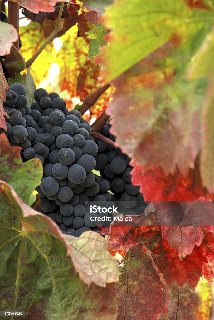 Espírito de Vinho - Royalty-free Uva Vermelha Foto de stock