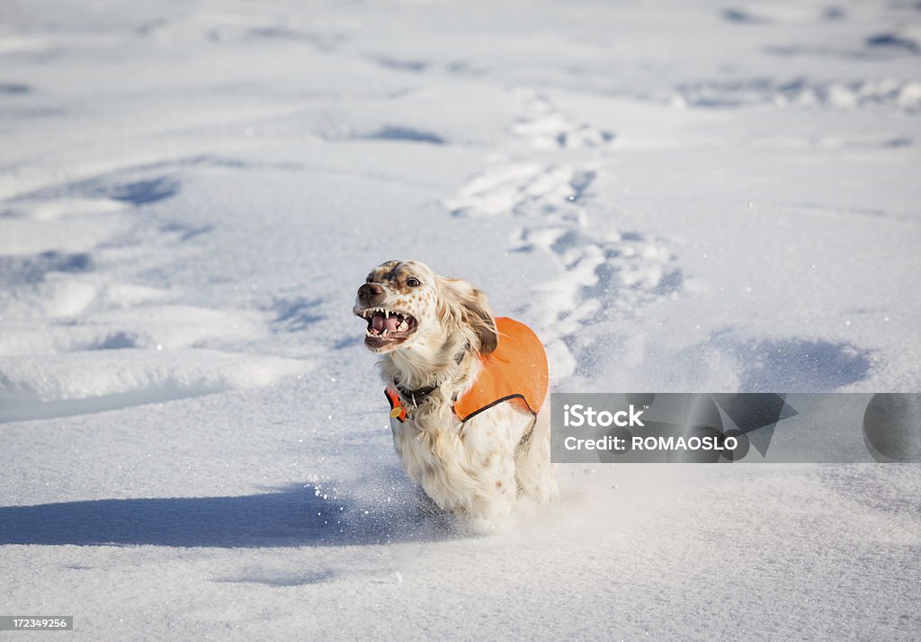 Setter inglés correr en la nieve, Noruega - Foto de stock de Actividad libre de derechos