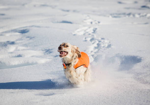 istock English Setter running in the snow, Norway 172349256