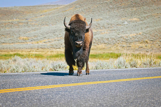 istock Plains Bison Standing on Road 212 Yellowstone USA 172349281