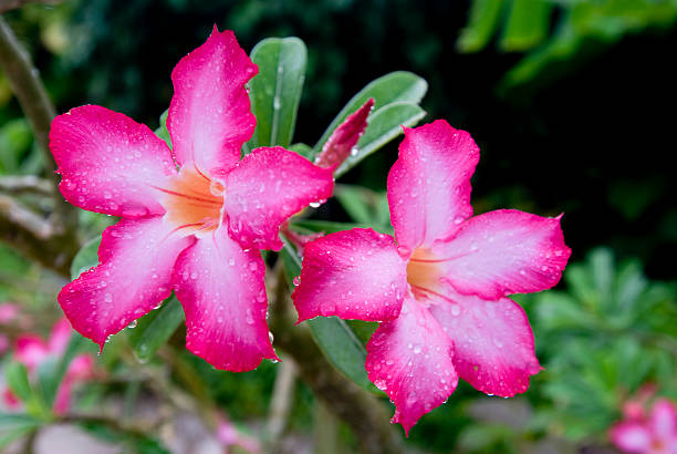 Flores tropicales - foto de stock