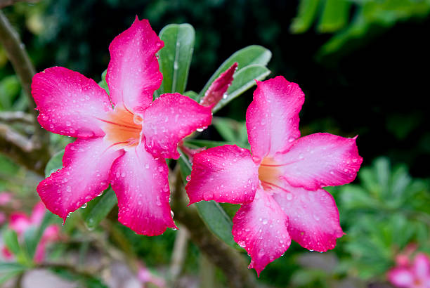 열대의 꽃 스톡 사진