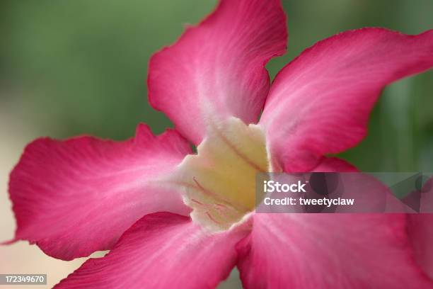 Photo libre de droit de Kalachuchi Bangkok banque d'images et plus d'images libres de droit de Adenium Obesum - Adenium Obesum, Asie, Bangkok