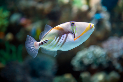 Lagoon Trigger fish also known as the Picasso Triggerfish feed on on a variety of fish in the ocean.
