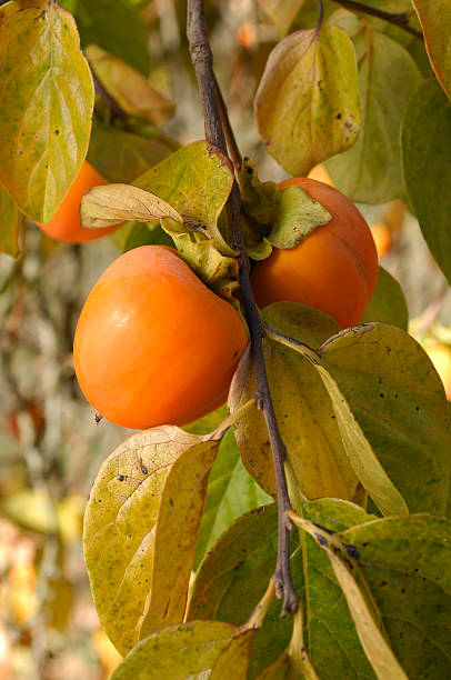 istock Close-up of Organic Persimmon Fruit On Tree Branch 172349953