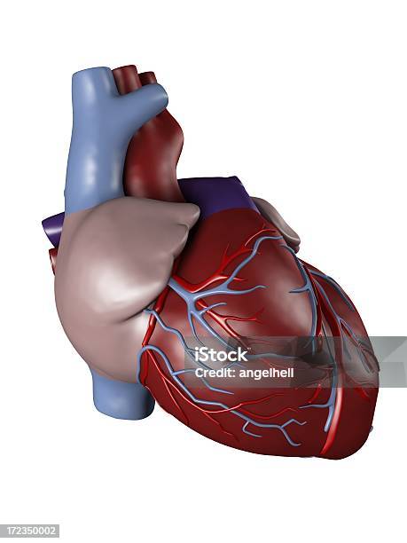 Menschliche Herz Medizinische Untersuchung Stockfoto und mehr Bilder von Akademisches Lernen - Akademisches Lernen, Analysieren, Anatomie
