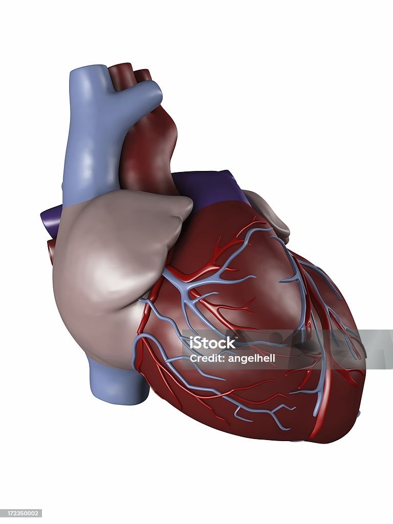 Coração Humano aos médicos do estudo - Royalty-free Analisar Foto de stock