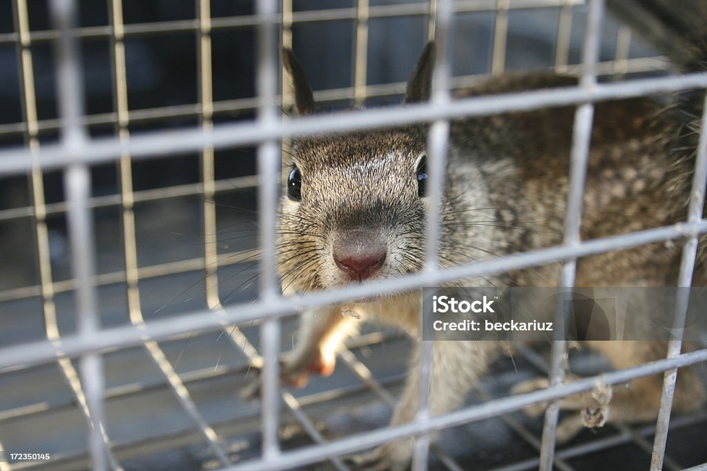 En jaula de ardilla - Foto de stock de Ardilla libre de derechos