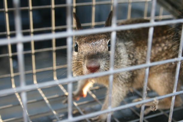 Caged Squirrel "Squirrel caught in a steel cage and trap, looking straight at the camera saying Let me out!" squirrel cage stock pictures, royalty-free photos & images