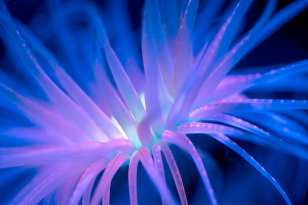 Tube-dwelling anemones are found in different oceans around the world from shallow coastal waters to great ocean depths.