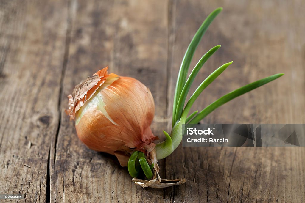 Lampadina Sprouted cipolla - Foto stock royalty-free di Alimentazione sana